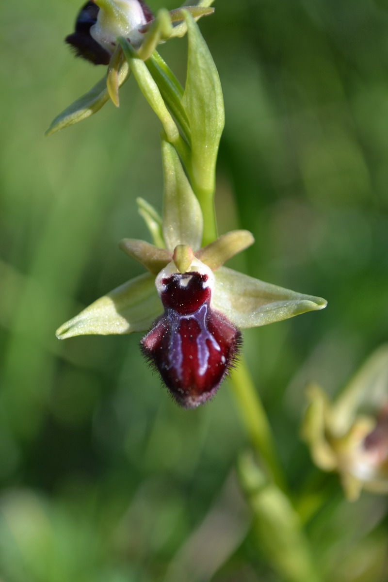 Ophrys incubacea